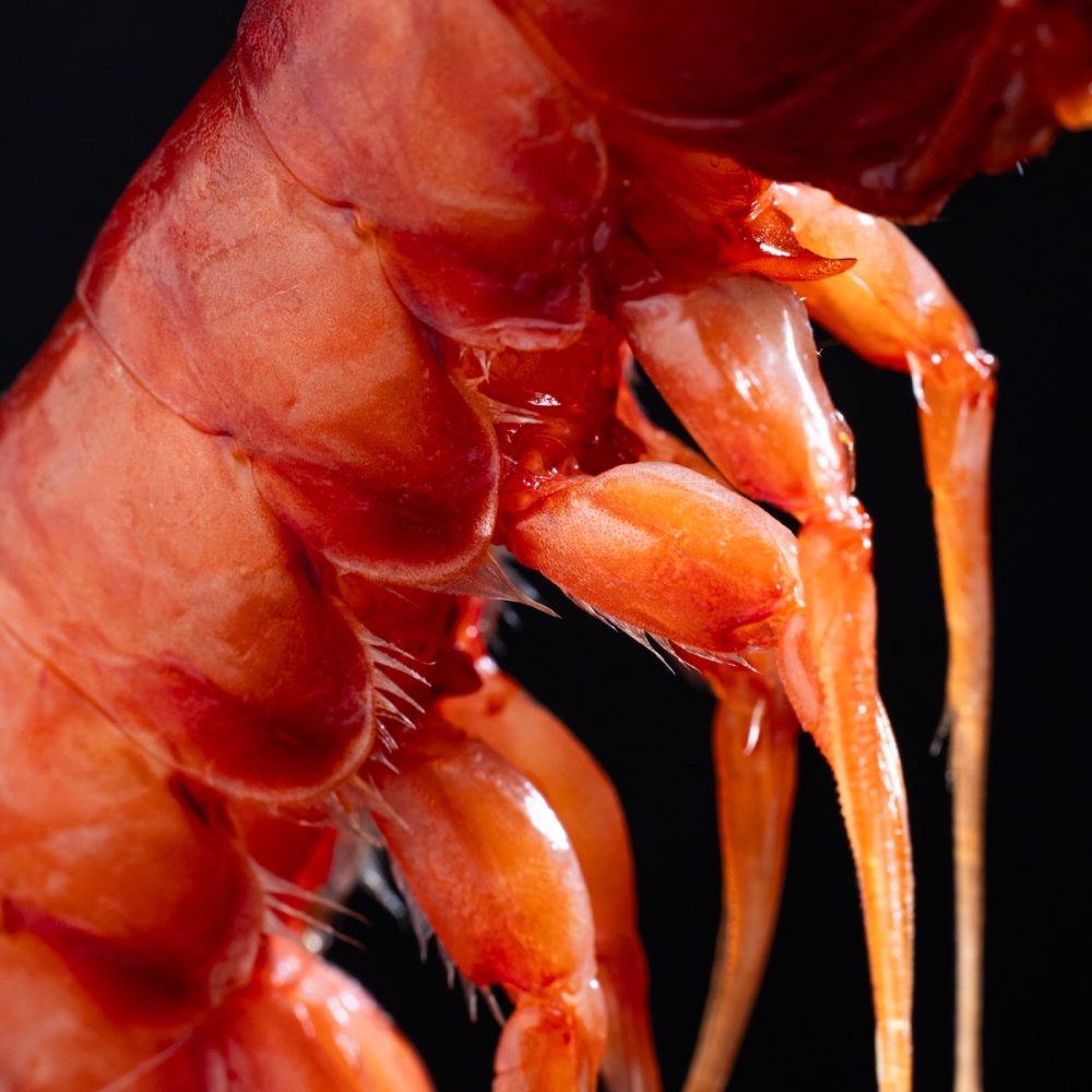 gambero rosso mazara